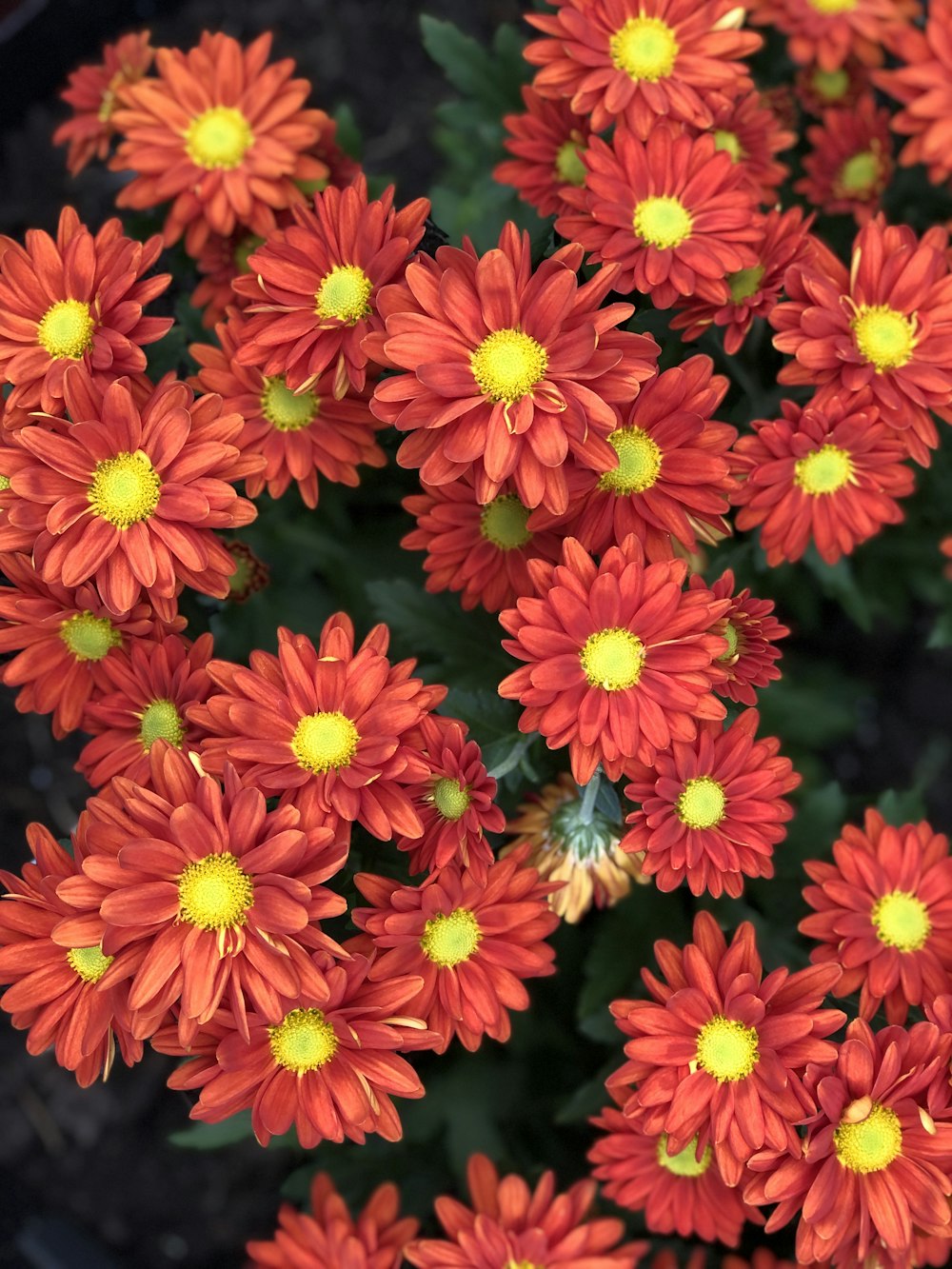 a close up of a bunch of red flowers