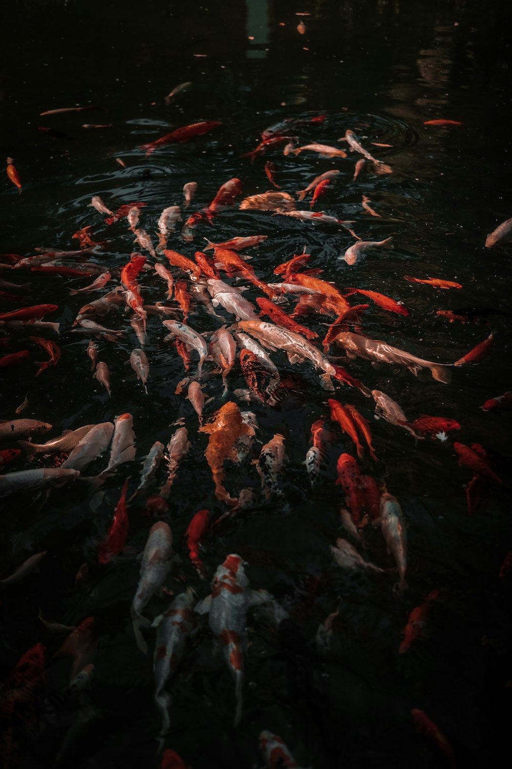 a lot of fish that are in the water