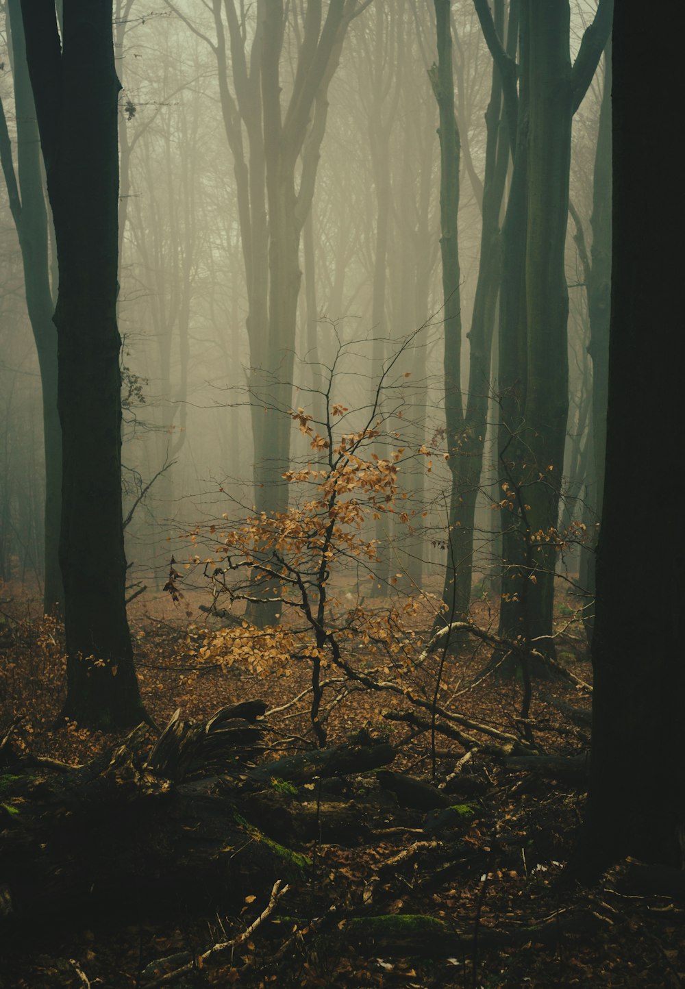 a foggy forest filled with lots of trees