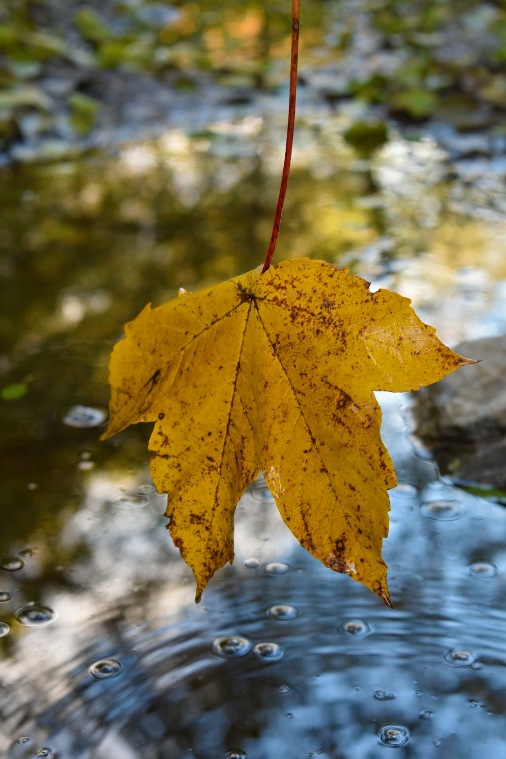 a yellow leaf floating on top of a puddle of water