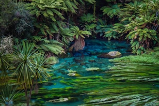 A lush and serene natural scene featuring dense foliage and bright green ferns surrounding a vividly blue and green water body. The water is clear, allowing the green algae and rocks beneath the surface to be seen. The environment appears untouched and tranquil.