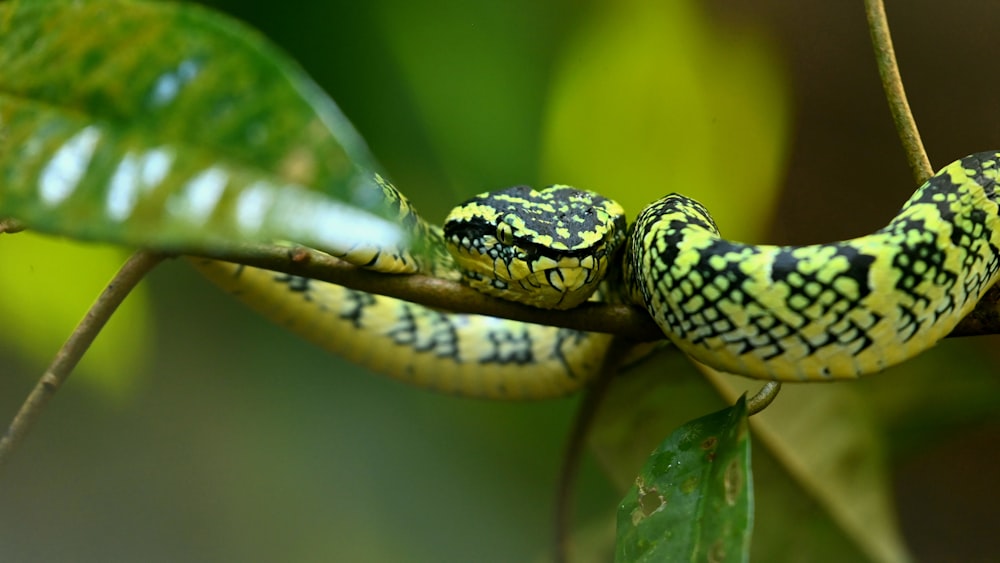 a green and black snake is on a branch