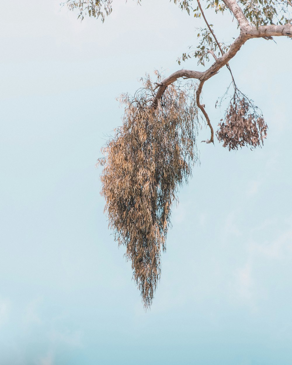 a tree with a bunch of leaves hanging from it's branches