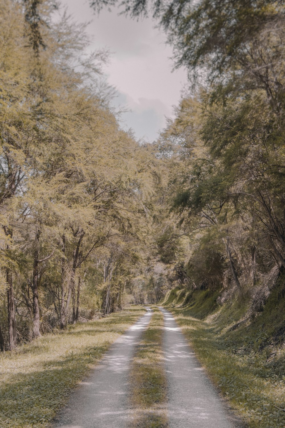 an empty road surrounded by trees and grass