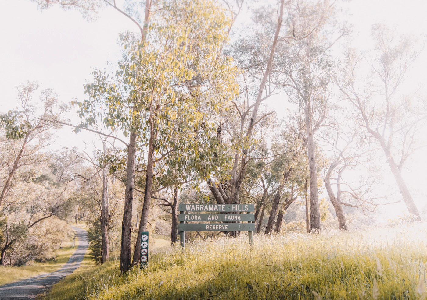 Golden light through gum trees on a Yarra Valley bush track
