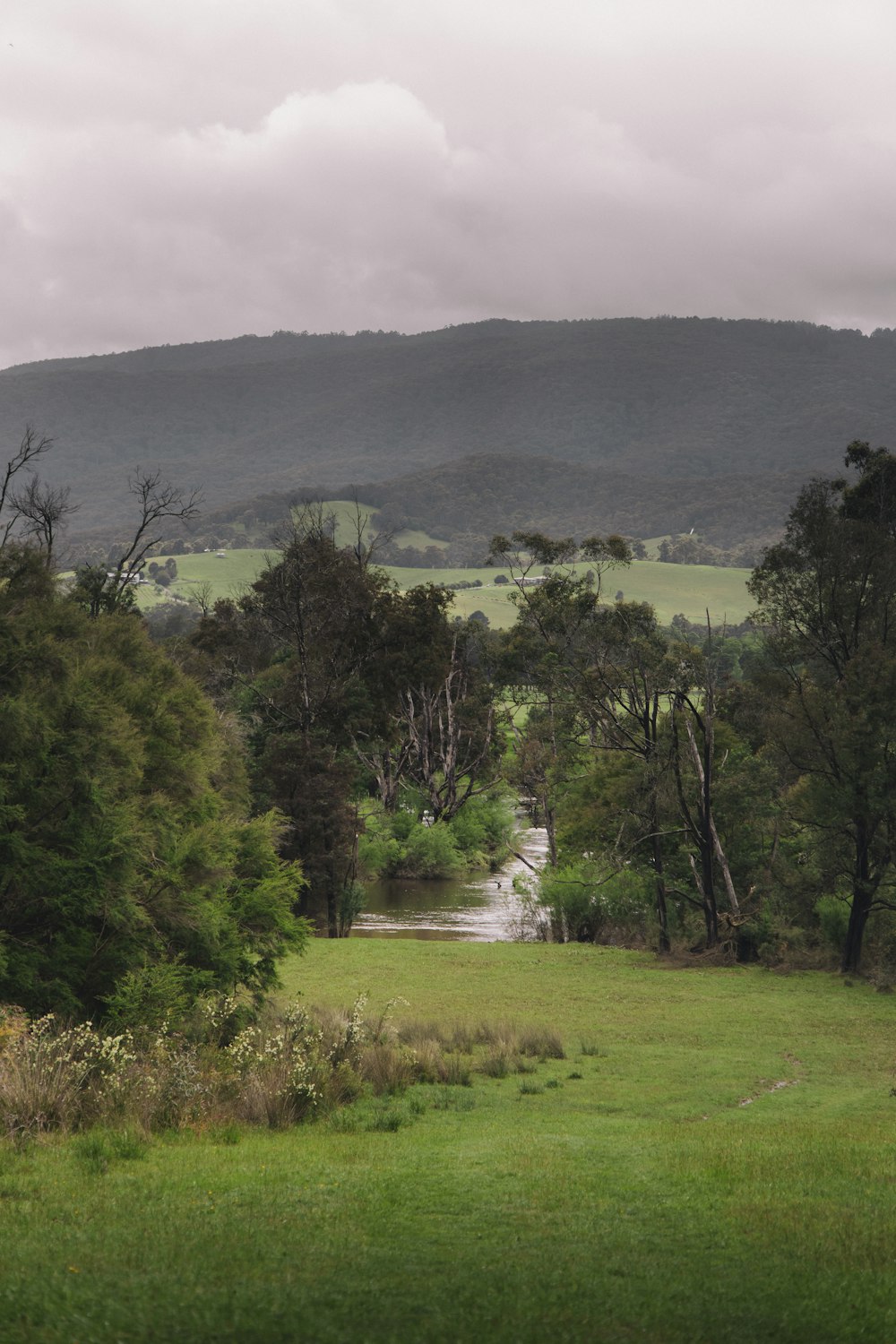 a lush green field with a stream running through it