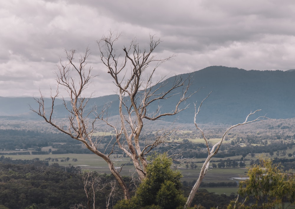 Un árbol muerto en medio de un campo