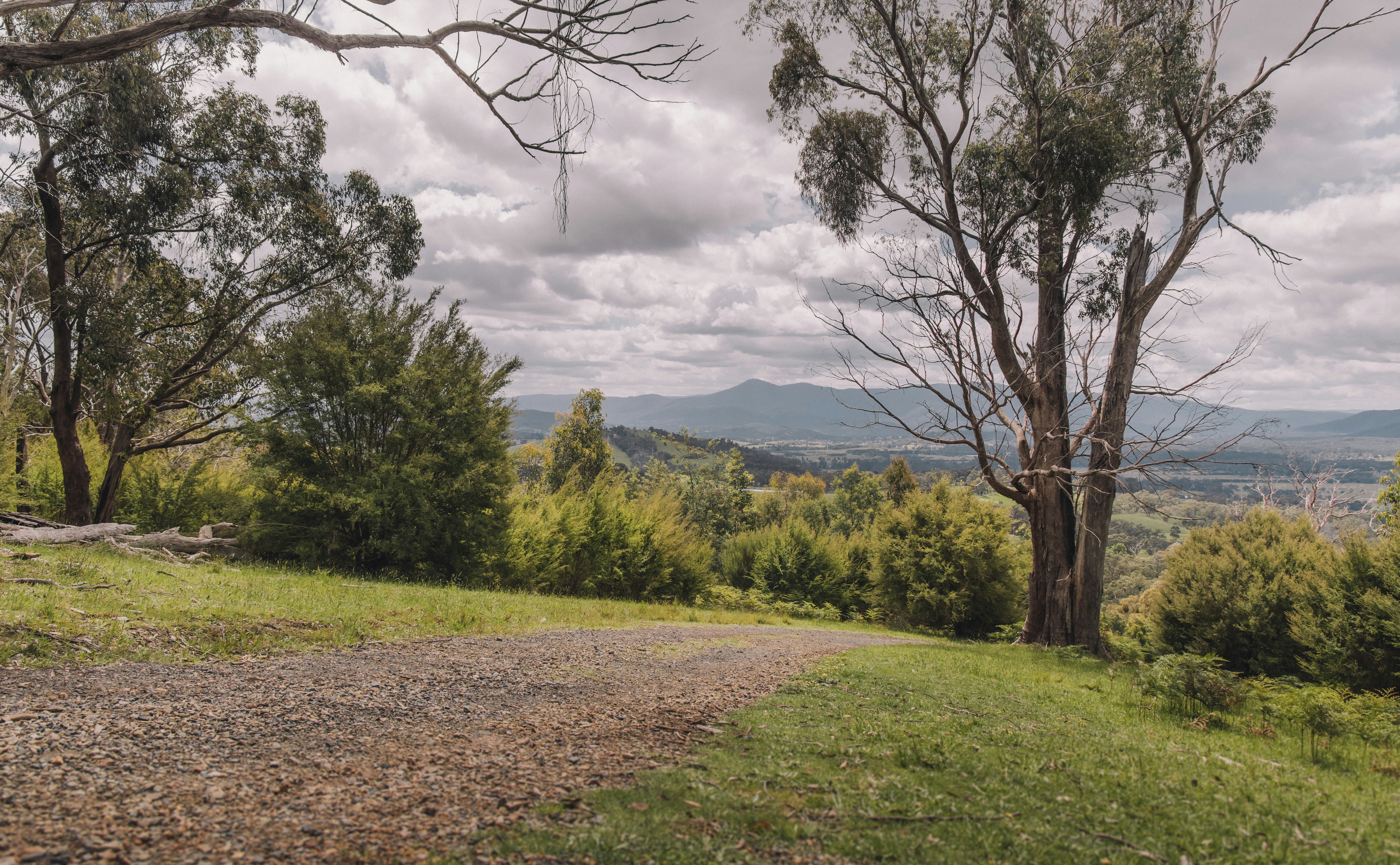a dirt road going through a lush green forest, 
