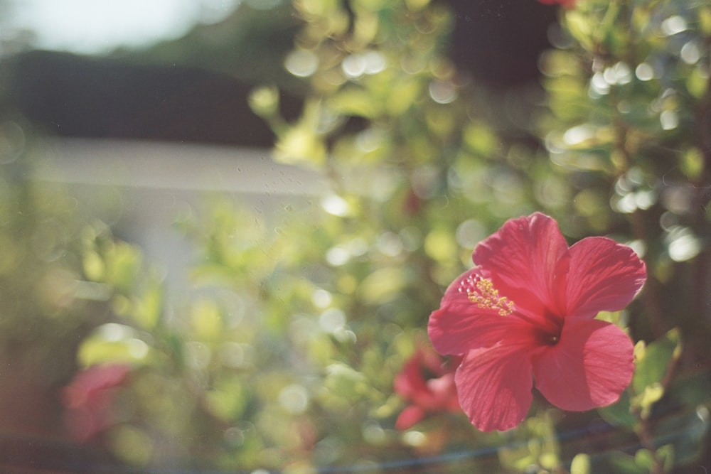 a red flower is in the middle of a bush