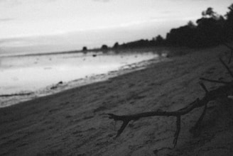 Serene black and white photo of a misty shoreline with scattered driftwood pieces resting on the sand