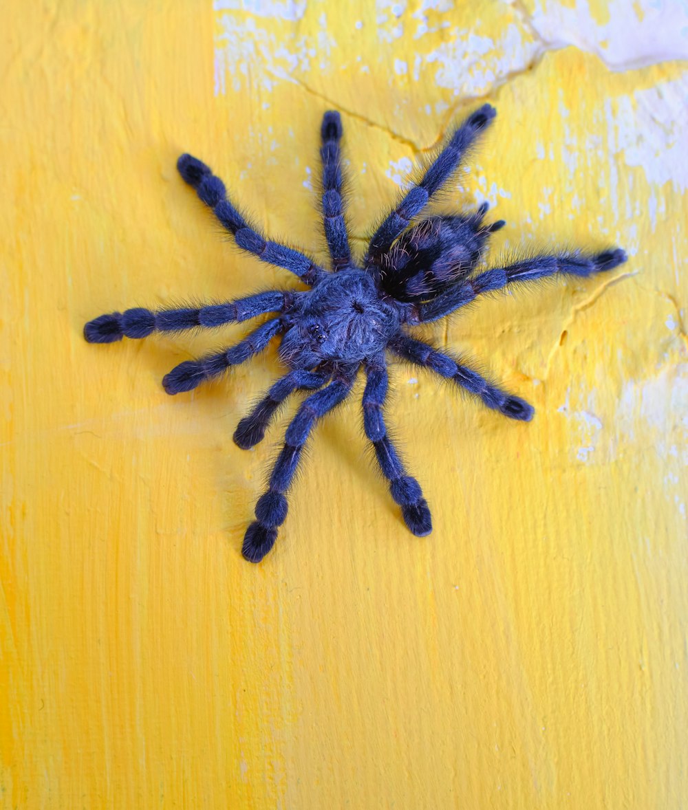 Eine große blaue Spinne sitzt auf einer gelben Wand