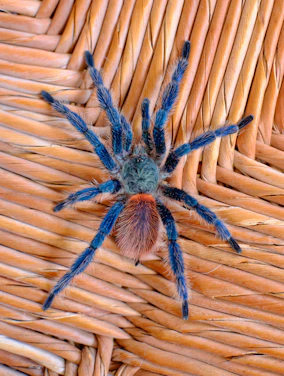 Close-up of a vibrant old world tarantula resting on a moss-covered branch in a softly lit terrarium.
