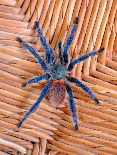 Close-up of a vibrant old world tarantula resting on a moss-covered branch in a softly lit terrarium.