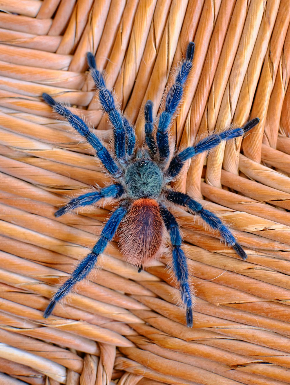 Un grande ragno blu seduto sopra un cesto di vimini