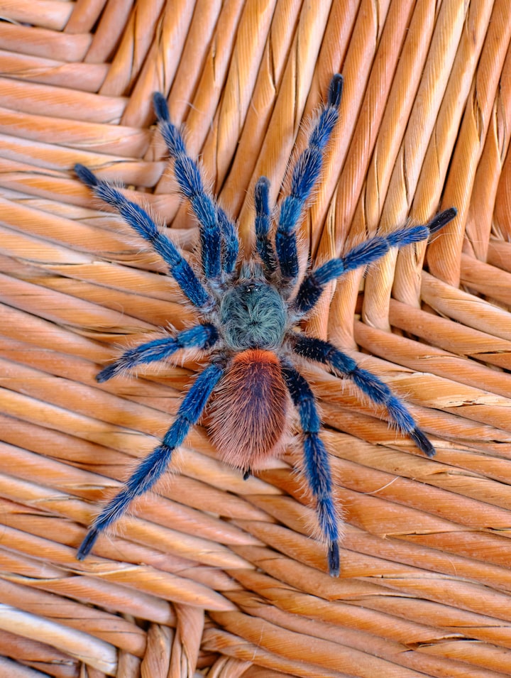 Spider of Blue