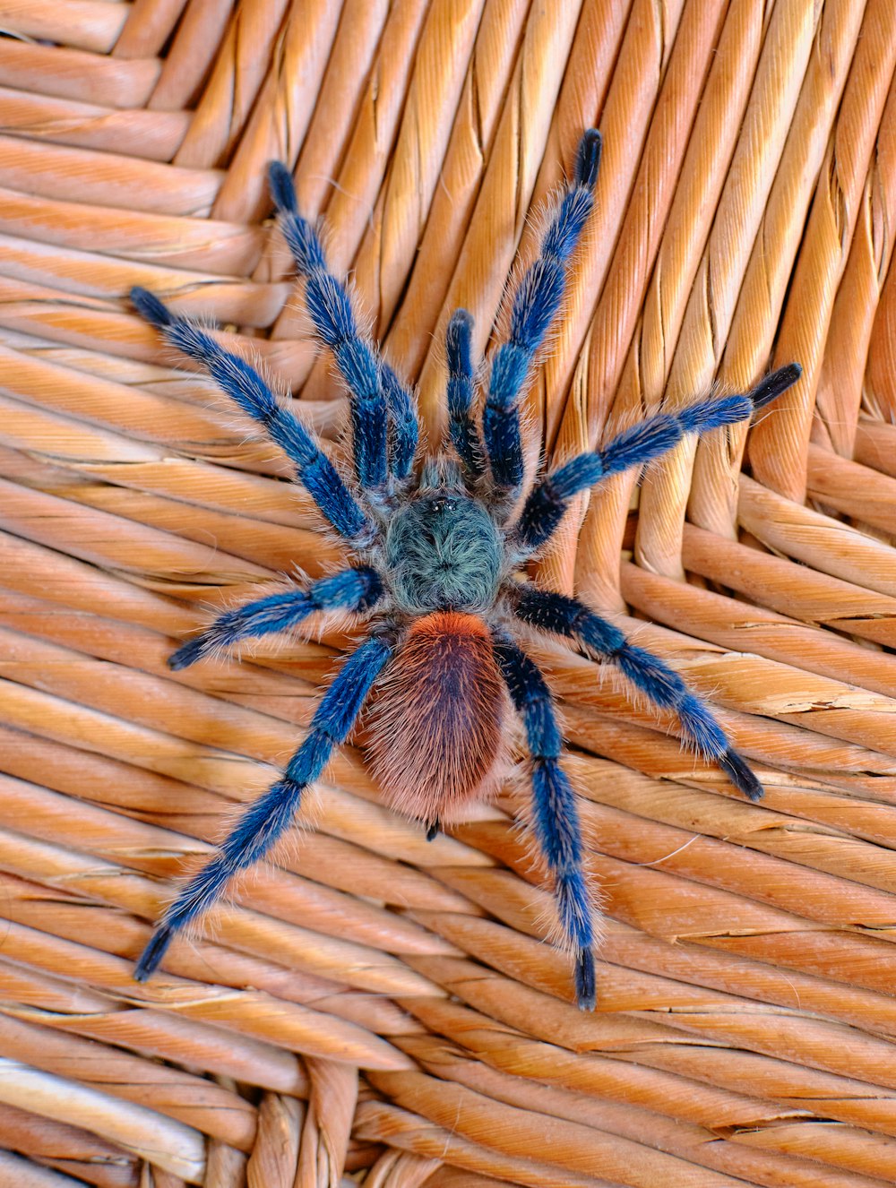 Eine große blaue Spinne sitzt auf einem Weidenkorb