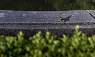 A small reptile, possibly a lizard, resting on a gray concrete surface with green foliage in the foreground and a body of water in the background.