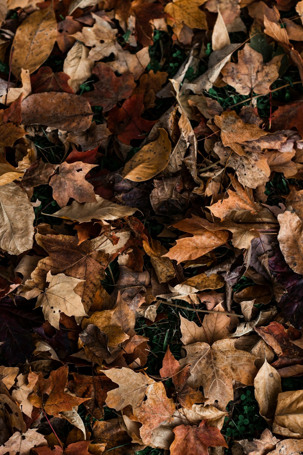 a bunch of leaves that are laying on the ground