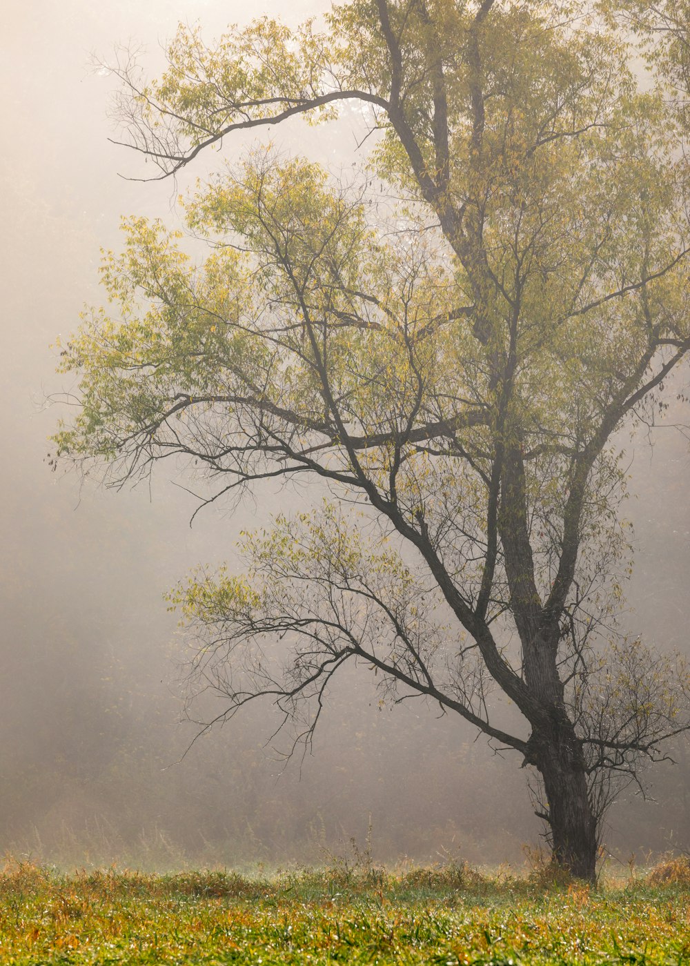 a lone tree in a foggy field