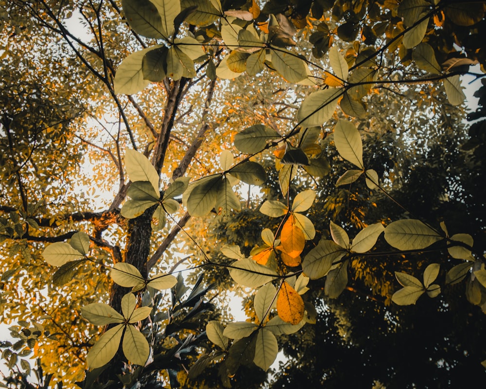 a tree with yellow leaves in a forest