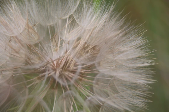 a close up of a dandelion in a field