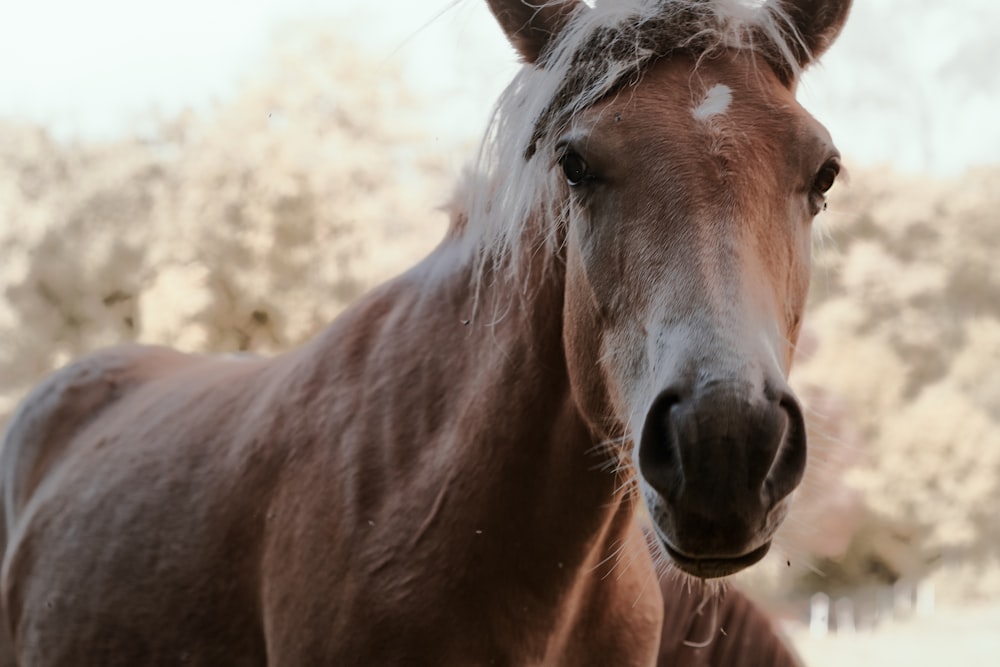 a close up of a horse with a blurry background