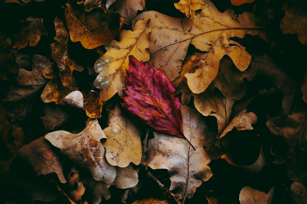 une feuille rouge posée sur un tas de feuilles