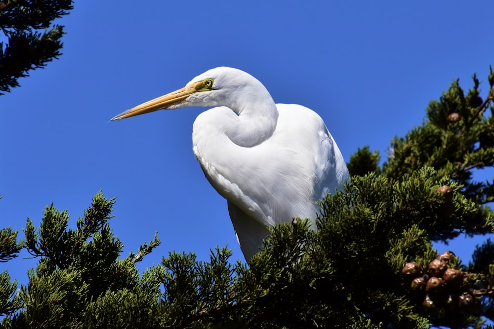 a large white bird sitting in a pine tree