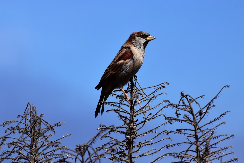 a bird sitting on top of a tree branch