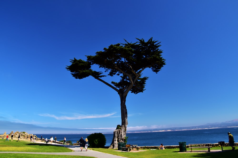 a large tree in a park next to a body of water
