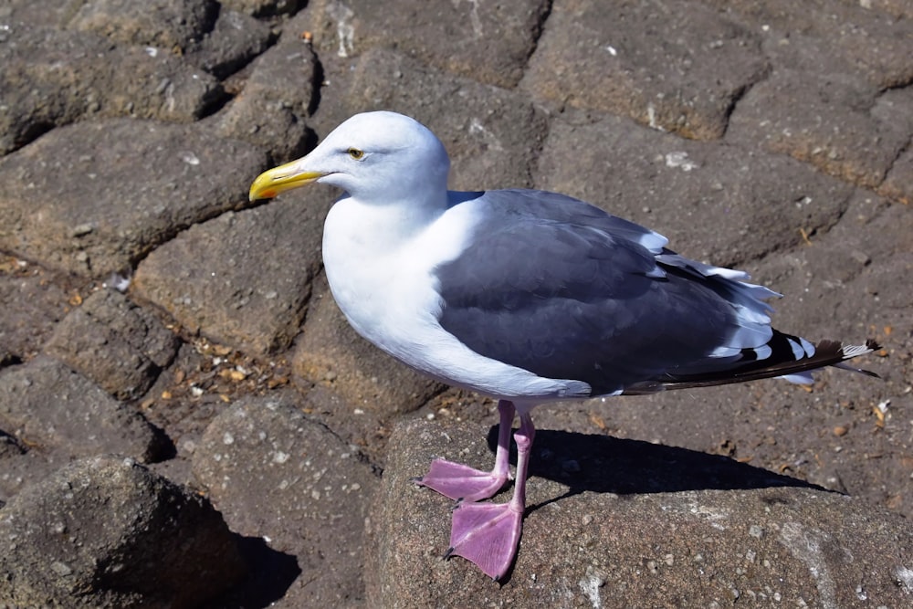 uma gaivota de pé sobre uma rocha ao sol