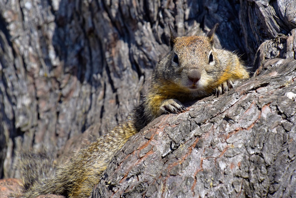 a squirrel sitting on top of a tree trunk