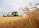 Golden wheat stalks stand prominently in the foreground, with a green combine harvester working in the field. The machine is transferring harvested grains into a white truck parked beside it. The sky is overcast but bright, adding a serene atmosphere to the rural landscape.