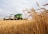 Golden wheat stalks stand prominently in the foreground, with a green combine harvester working in the field. The machine is transferring harvested grains into a white truck parked beside it. The sky is overcast but bright, adding a serene atmosphere to the rural landscape.