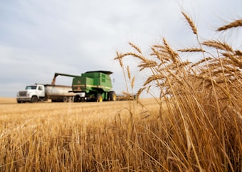 Golden wheat stalks stand prominently in the foreground, with a green combine harvester working in the field. The machine is transferring harvested grains into a white truck parked beside it. The sky is overcast but bright, adding a serene atmosphere to the rural landscape.