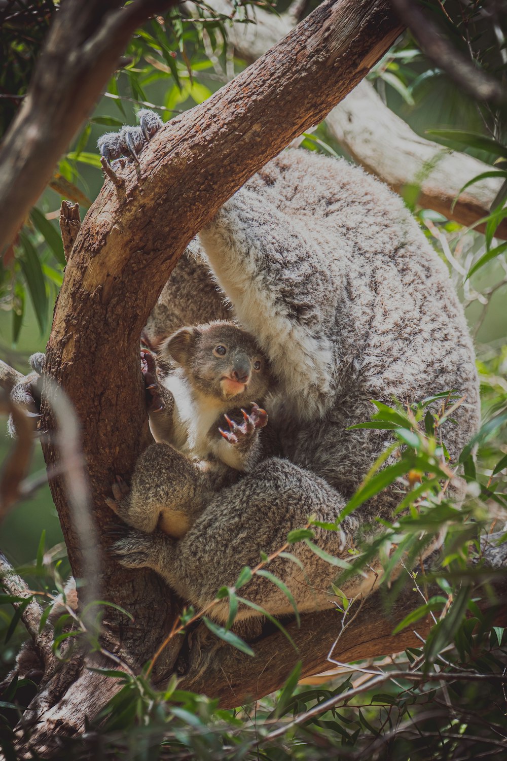 Un oso koala sentado en la cima de la rama de un árbol