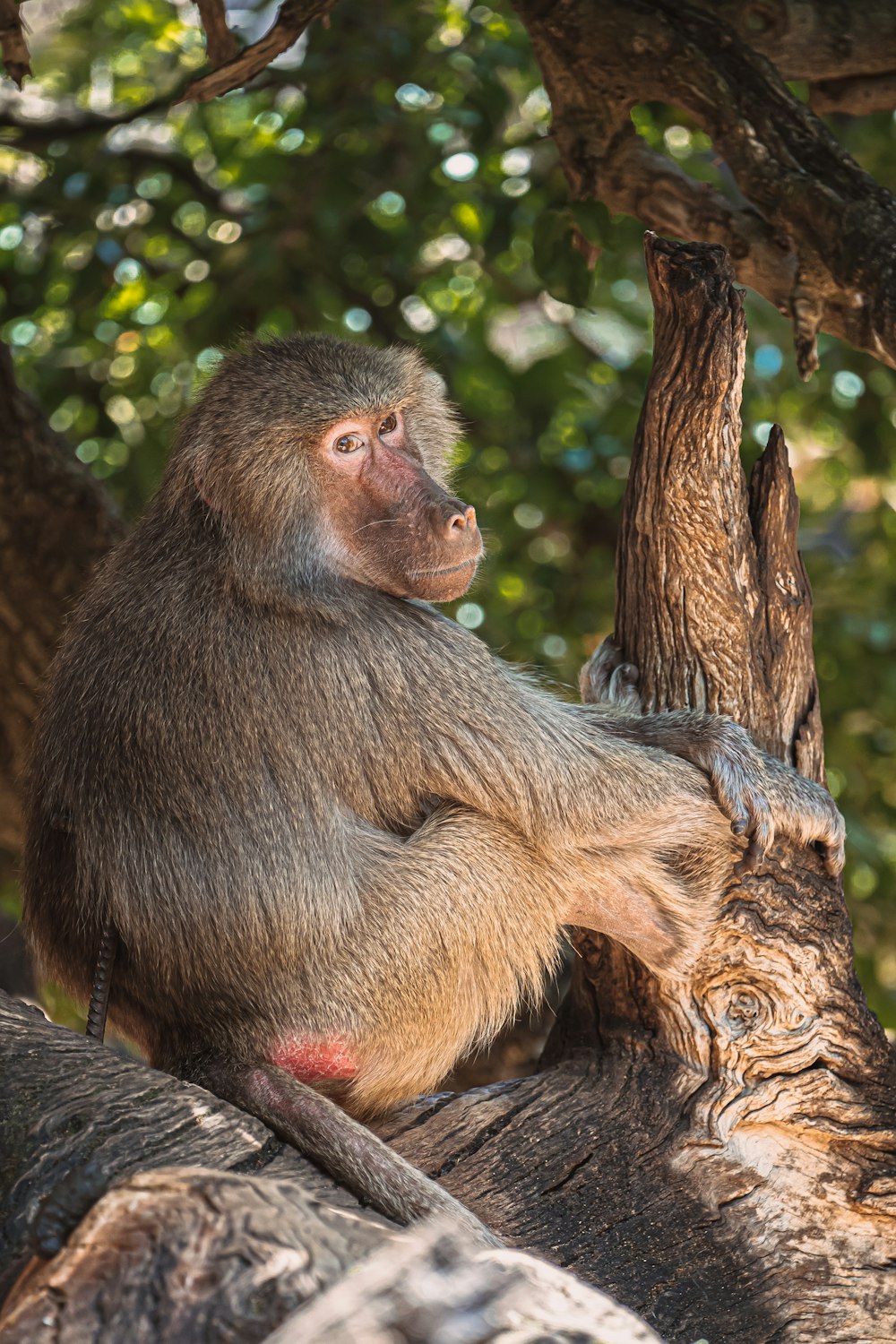 a monkey sitting on top of a tree branch