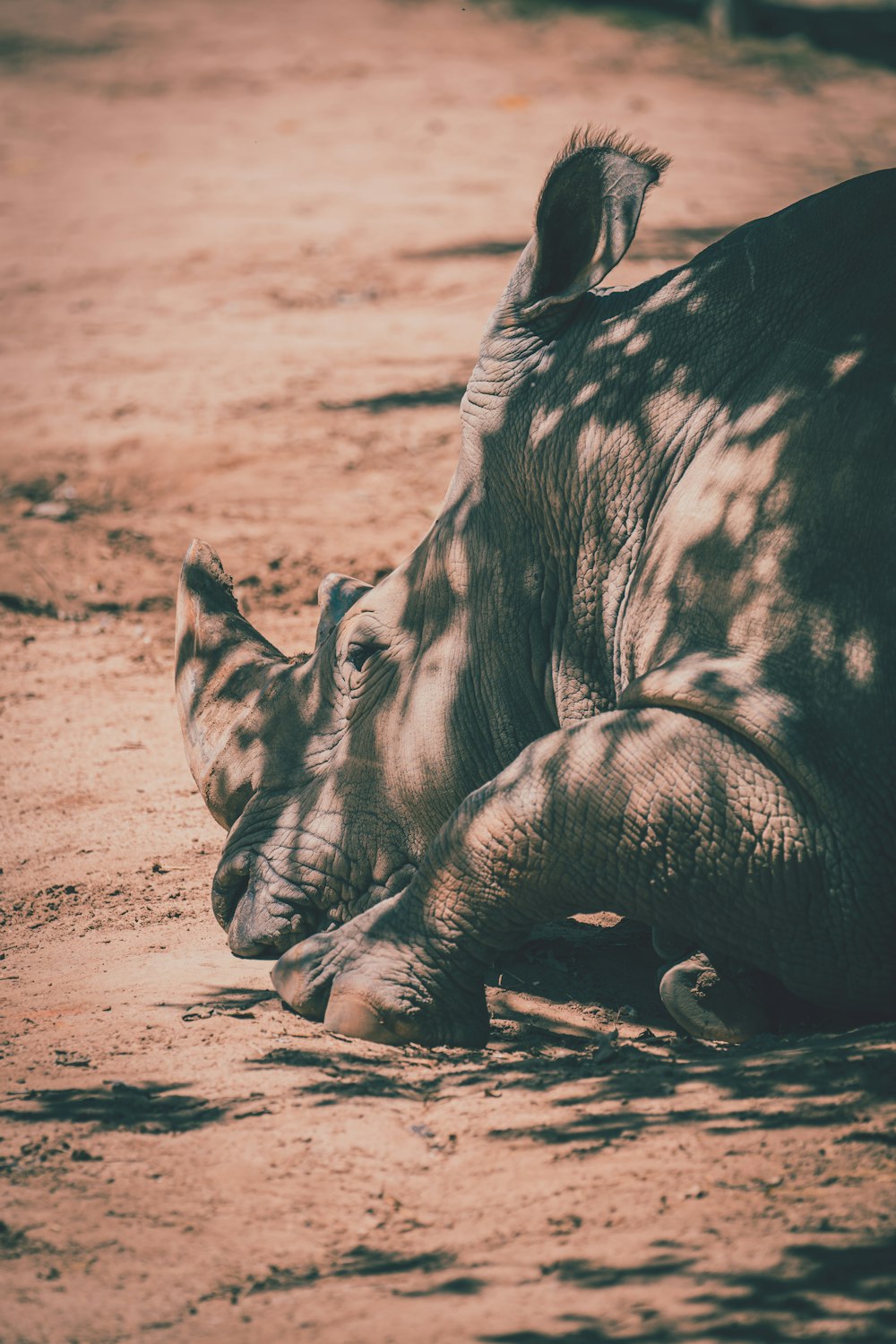 a baby elephant laying on the ground next to an adult elephant