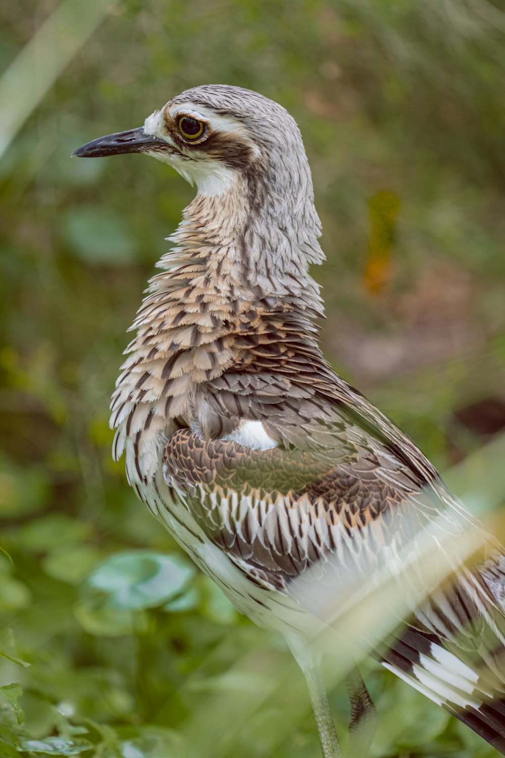 a bird is standing in the grass