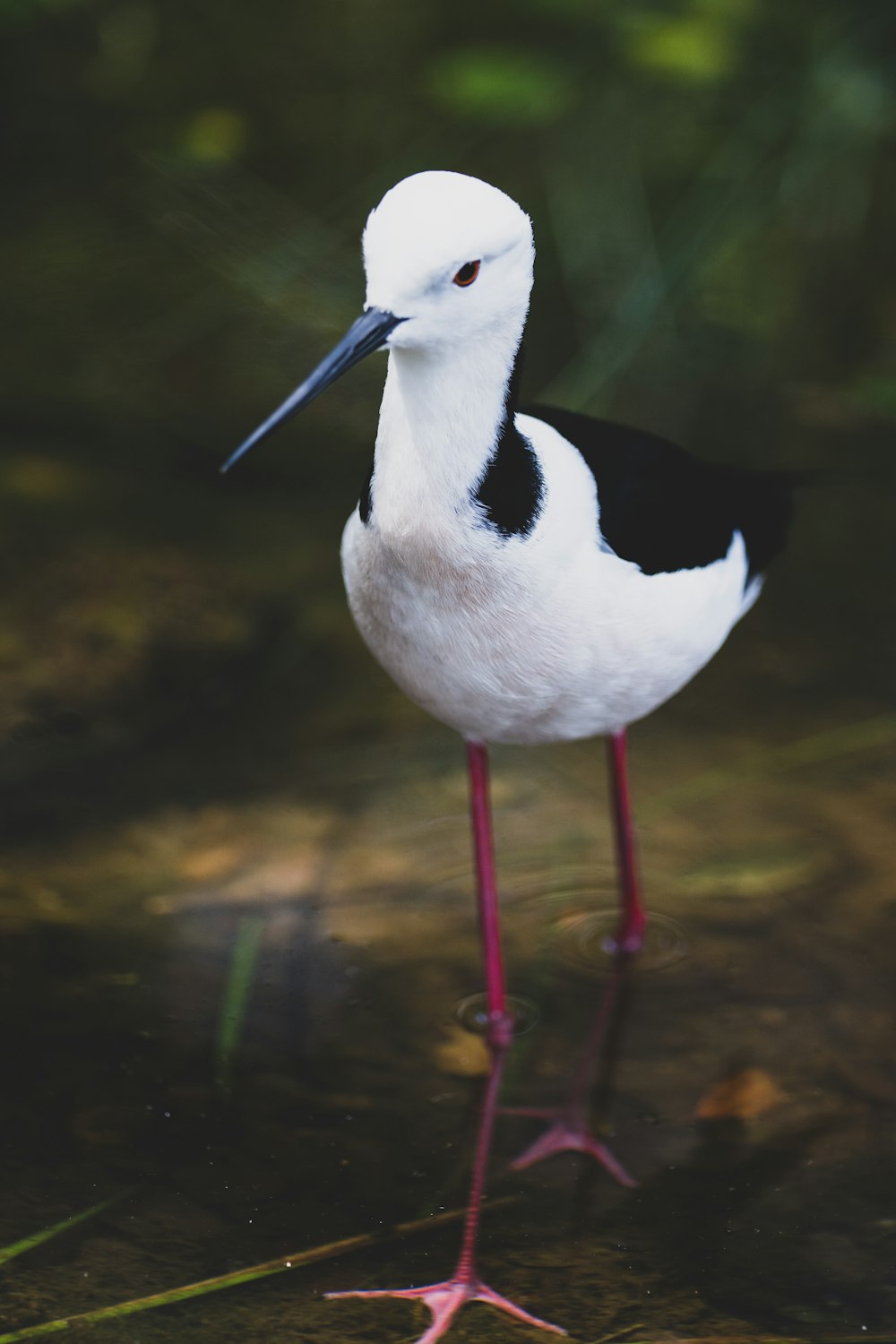 a black and white bird standing in water