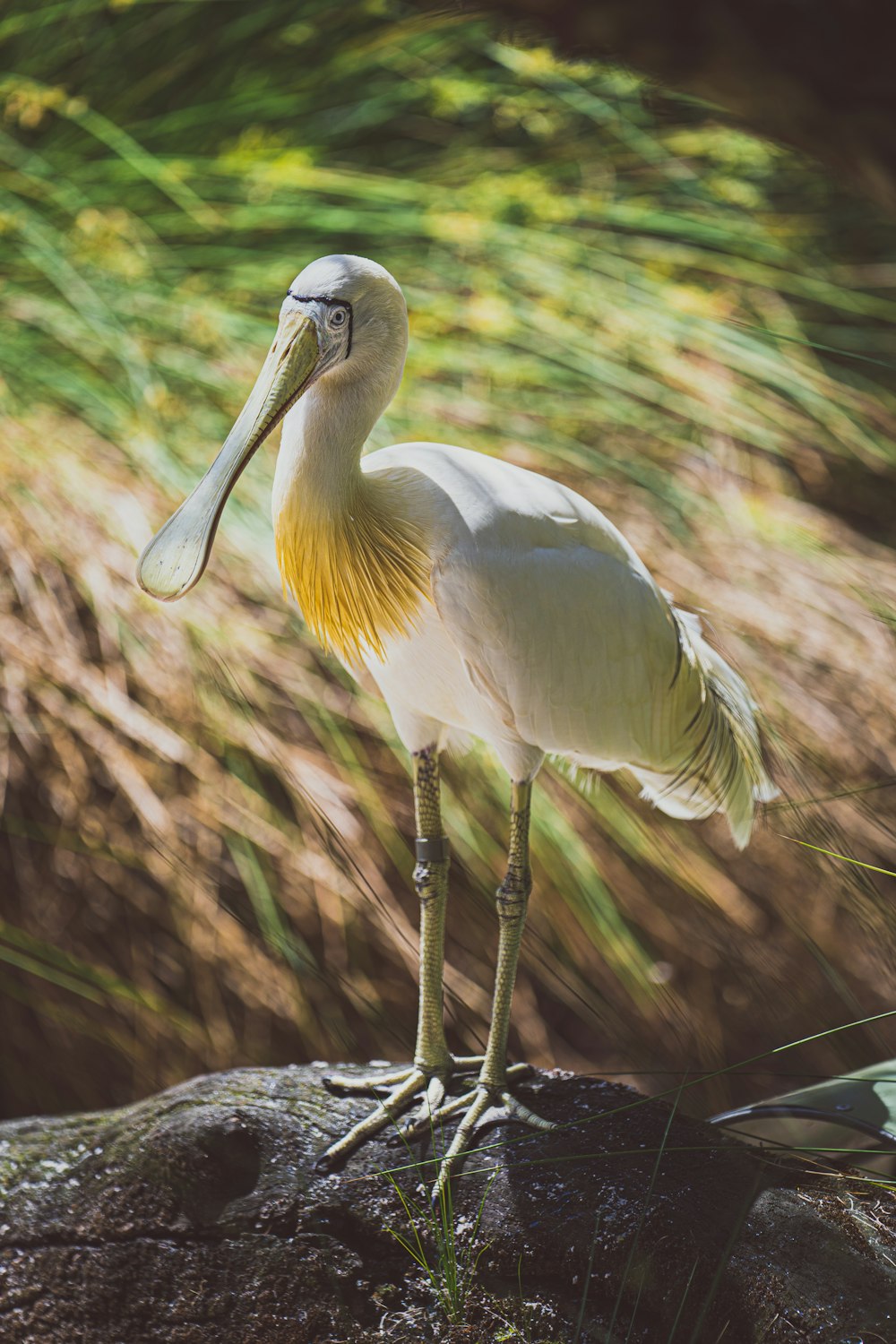 a white bird with a yellow beak standing on a rock