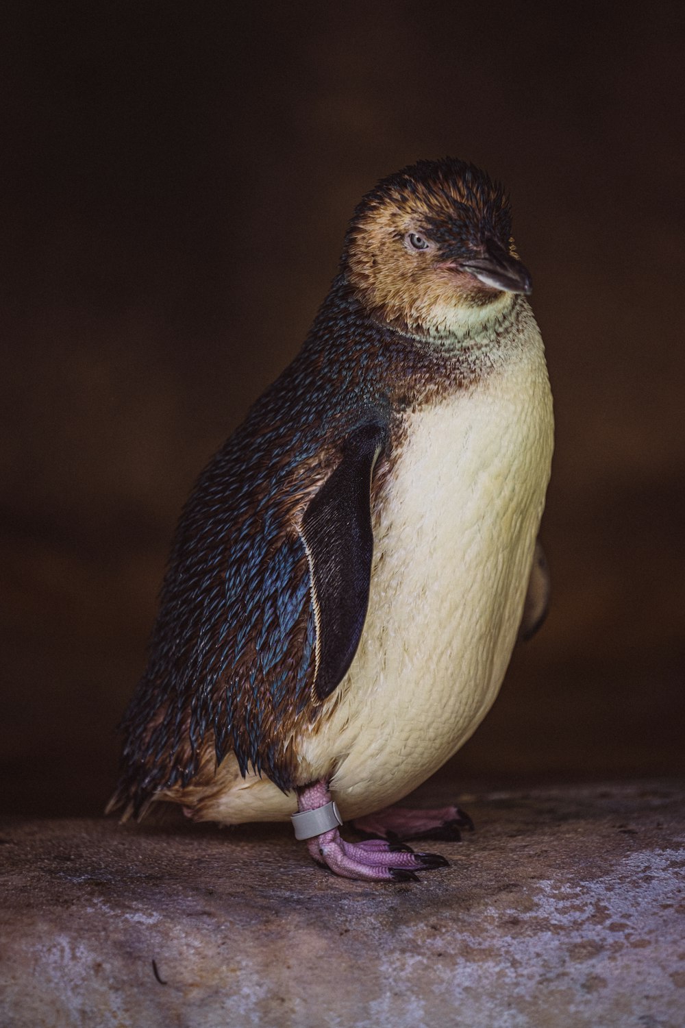 Un pequeño pájaro sentado en la cima de una roca