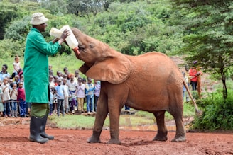 A baby elephant is being fed by a person wearing a green coat and hat, using a large bottle. The background features a crowd of onlookers, including children, who are watching the interaction with interest. The setting appears to be a natural environment with greenery and a muddy ground, possibly in a wildlife sanctuary or reserve.