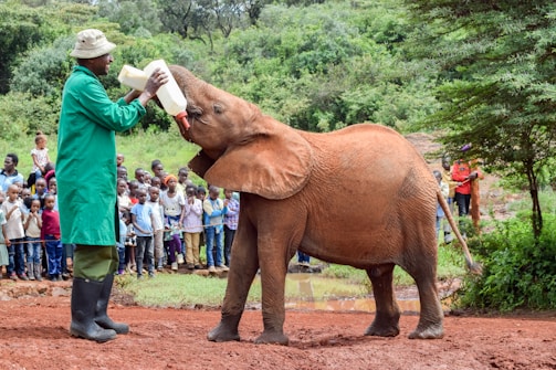 A baby elephant is being fed by a person wearing a green coat and hat, using a large bottle. The background features a crowd of onlookers, including children, who are watching the interaction with interest. The setting appears to be a natural environment with greenery and a muddy ground, possibly in a wildlife sanctuary or reserve.