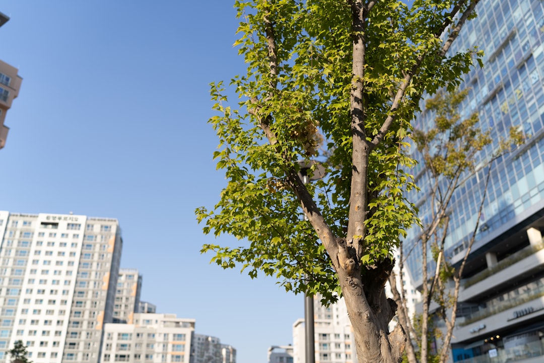 a tree in the middle of a city with tall buildings in the background,