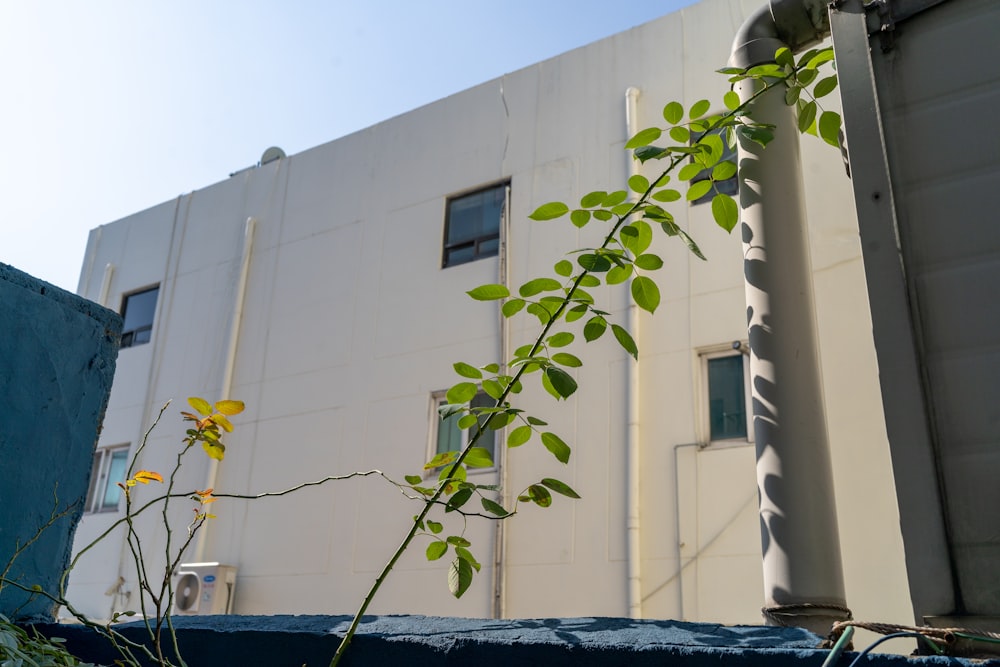 a plant growing out of the side of a building