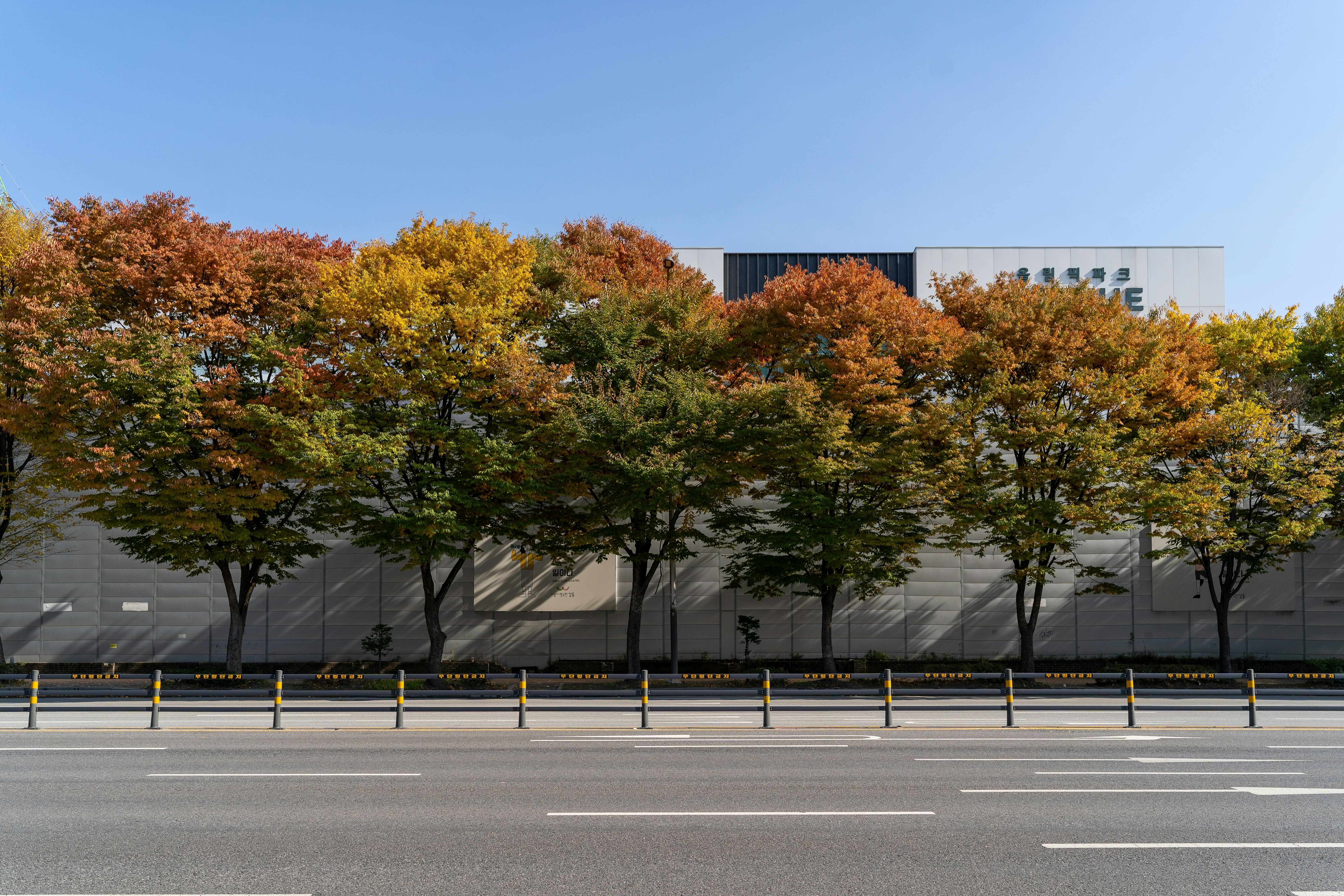 a row of trees line the side of a building, The leaves are turning red.