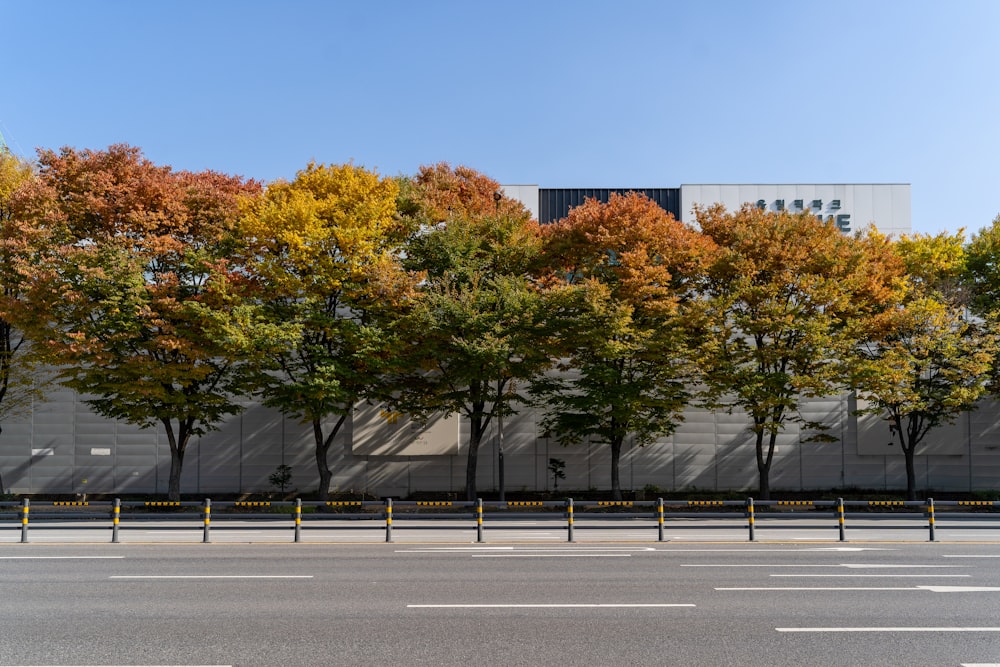 a row of trees line the side of a building