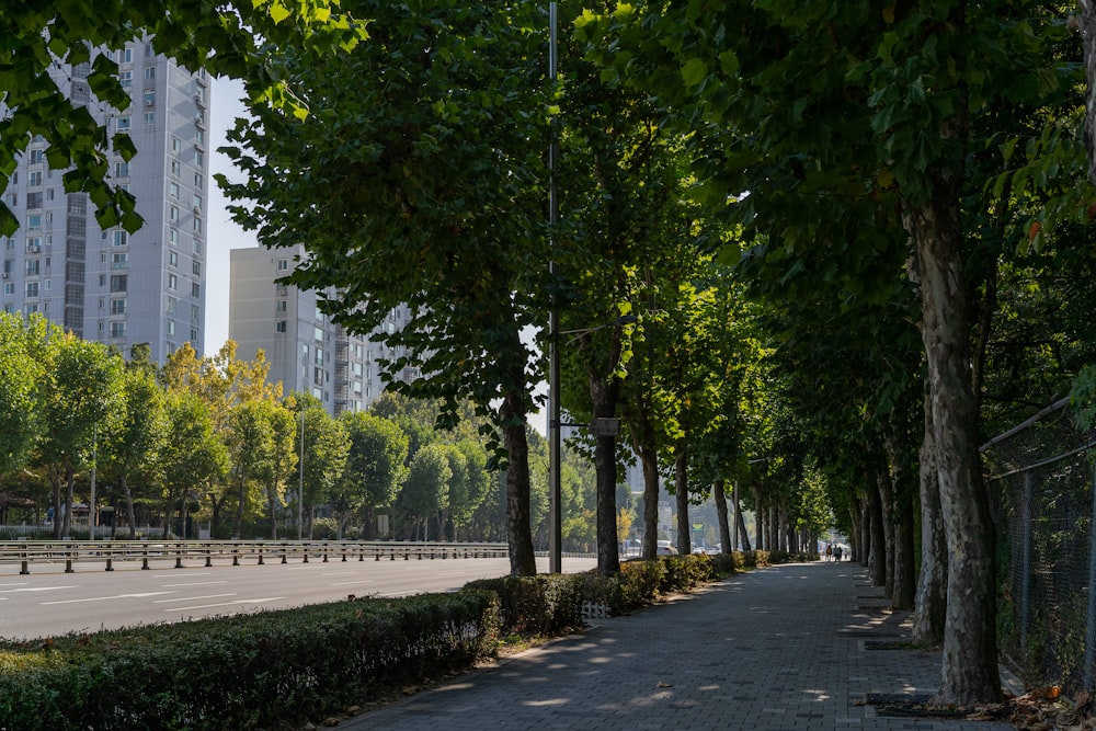 a city street lined with trees and bushes