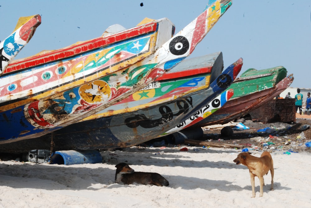 a dog laying on a beach next to a boat